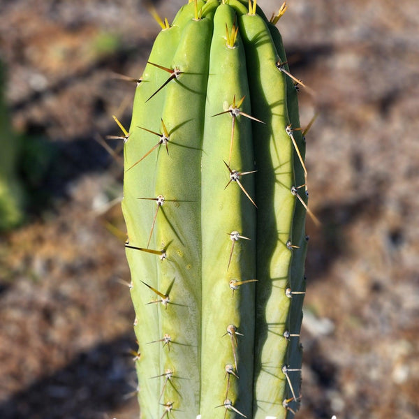 EC97 EXACT Trichocereus Peruvianus 