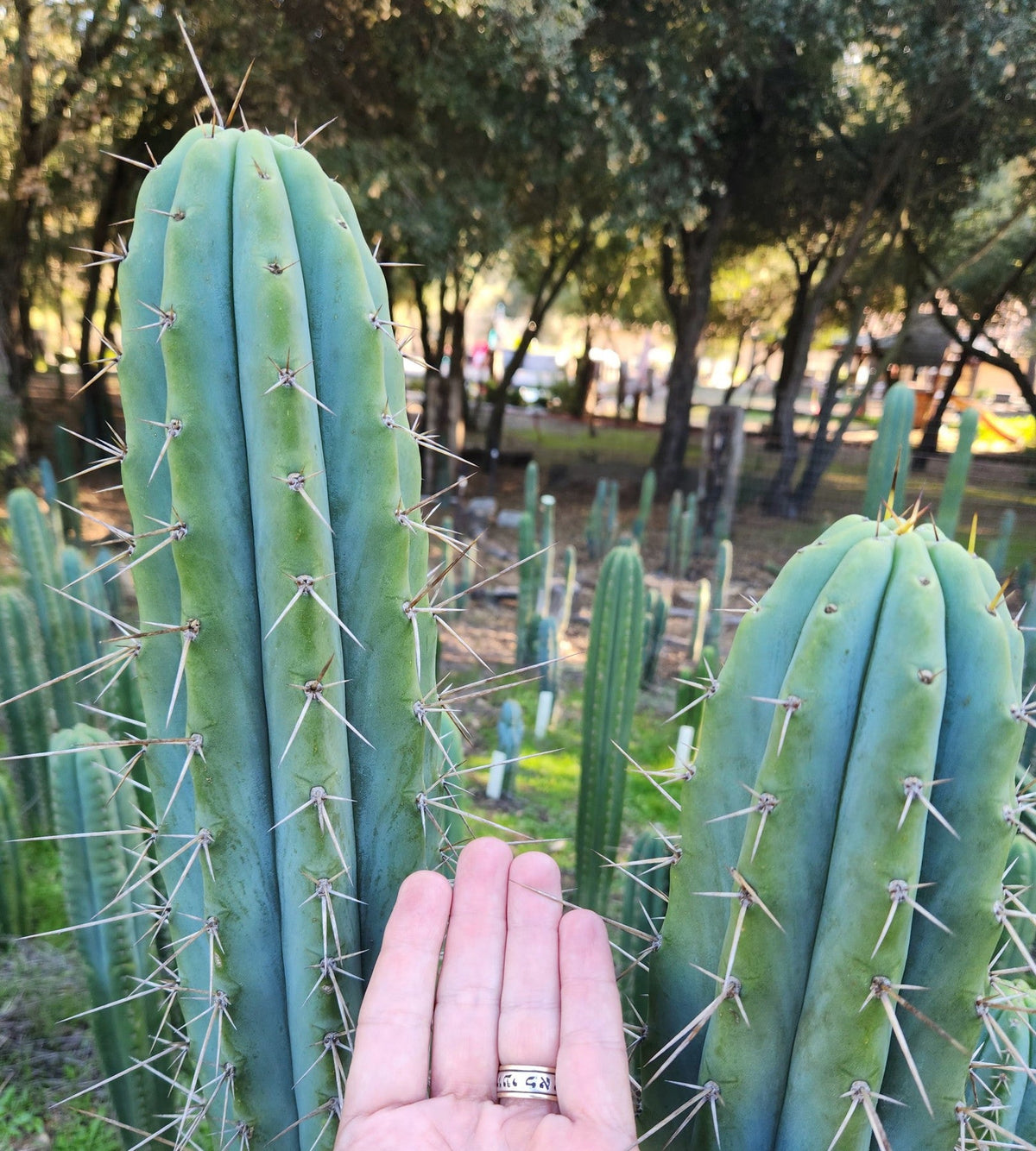 #EC97 EXACT Trichocereus Peruvianus "Lumberjack" Cactus Cuttings-Cactus - Large - Exact-The Succulent Source