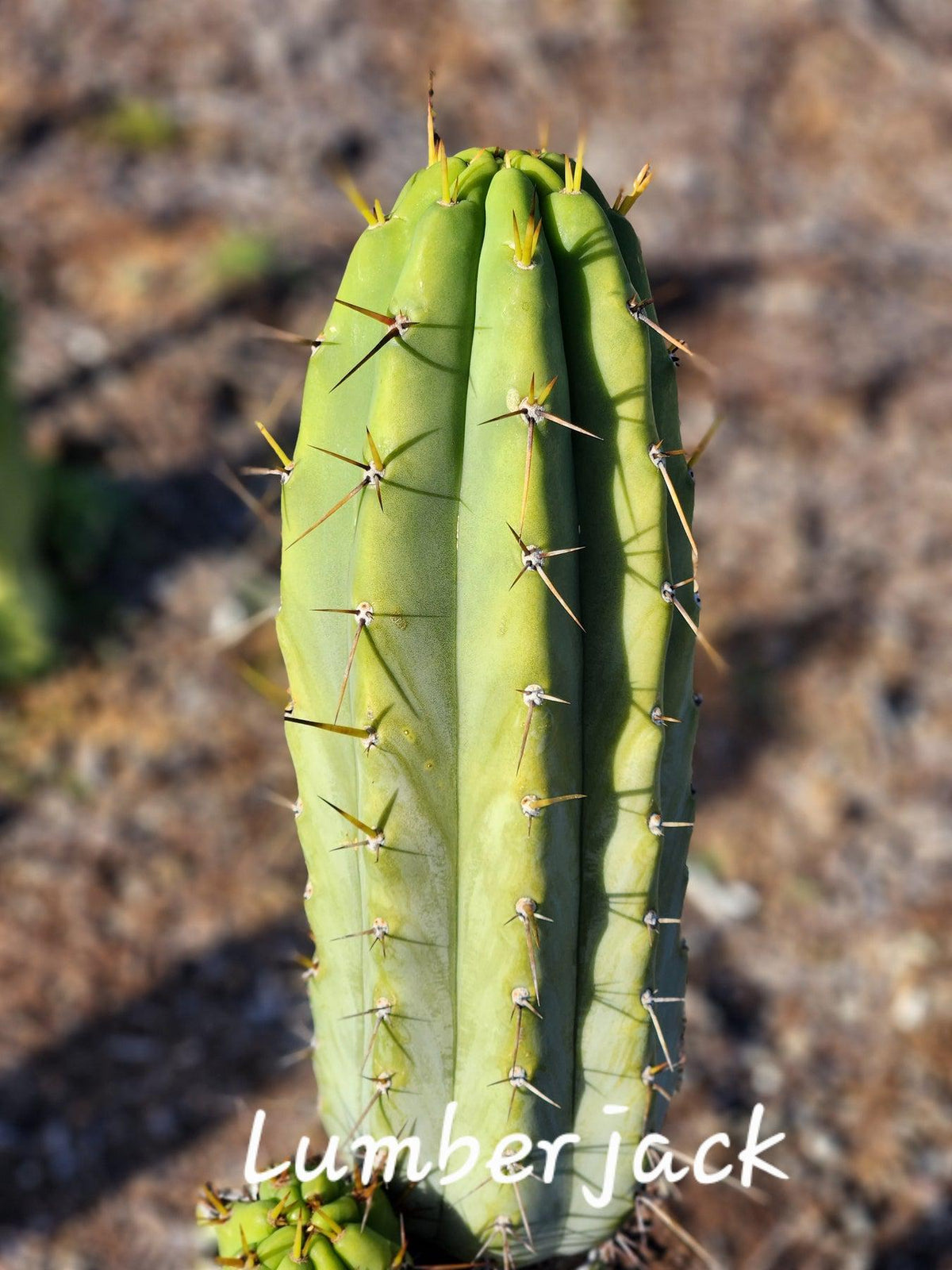 #EC97 EXACT Trichocereus Peruvianus "Lumberjack" Cactus Cutting 7-8"-Cactus - Large - Exact-The Succulent Source