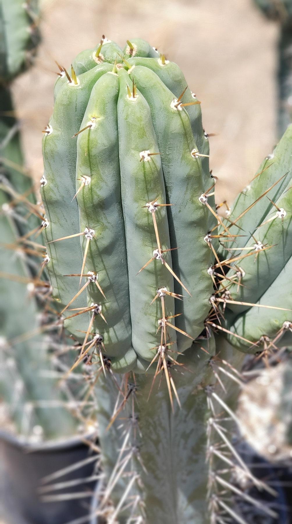 #EC97 EXACT Trichocereus Peruvianus "Lumberjack" Cactus Cutting 5-6"-Cactus - Large - Exact-The Succulent Source