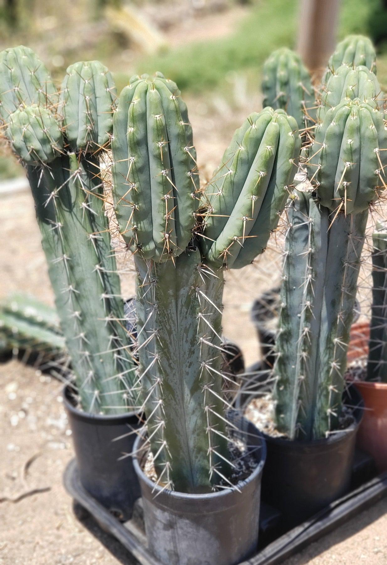 Trichocereus peruvianus /トップカット / 1kg Trichocereus peruvianus /トップカット / 1kg EC112 EXACT