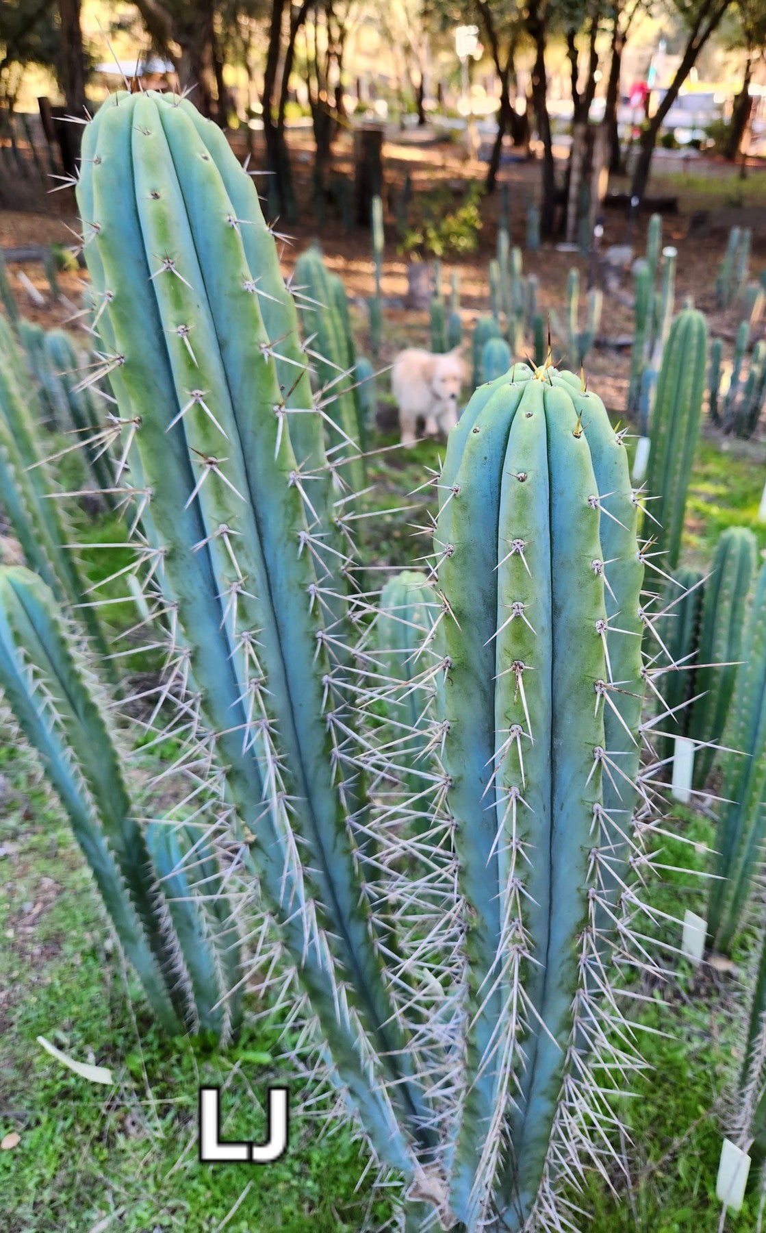 #EC97 EXACT Trichocereus Peruvianus "Lumberjack" Cactus Cuttings-Cactus - Large - Exact-The Succulent Source