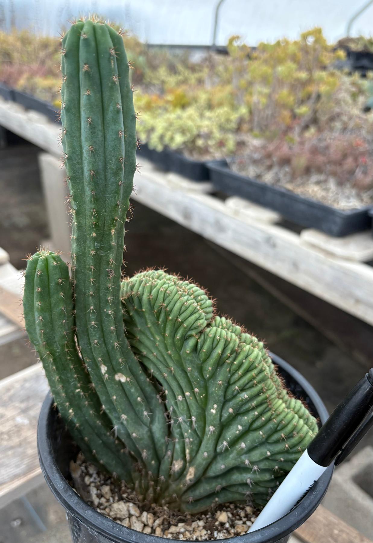 San Pedro Cactus for Sale Trichocereus - #EC98 EXACT Trichocereus
