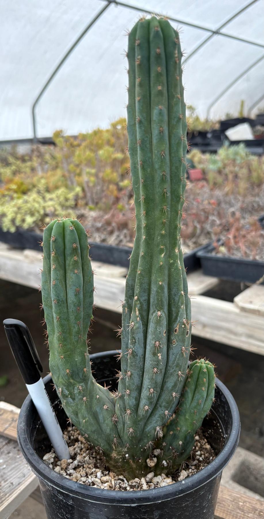 #EC98 EXACT Trichocereus Pachanoi Variegated Crested cactus "China Gold"-Cactus - Large - Exact-The Succulent Source