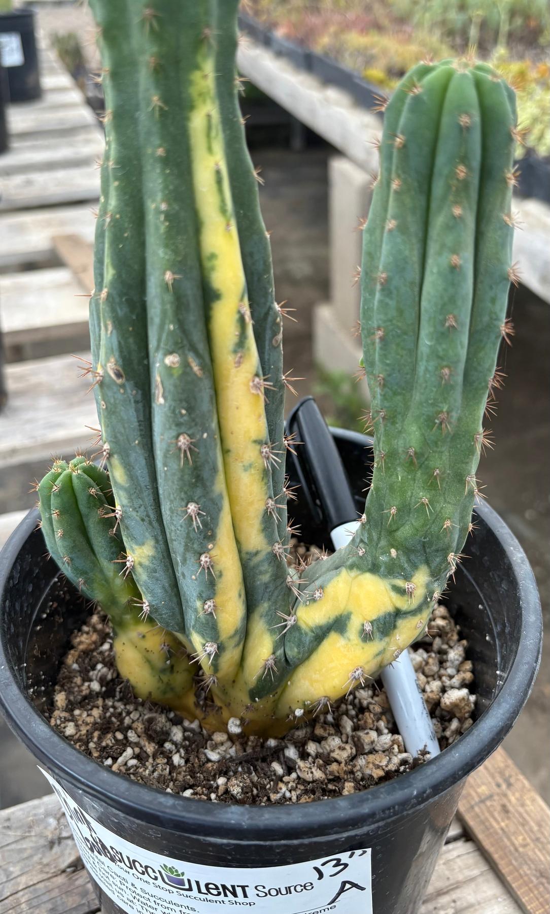 #EC98 EXACT Trichocereus Pachanoi Variegated Crested cactus "China Gold"-Cactus - Large - Exact-The Succulent Source