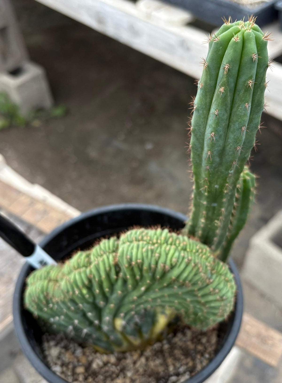 #EC98 EXACT Trichocereus Pachanoi Variegated Crested cactus "China Gold"-Cactus - Large - Exact-The Succulent Source