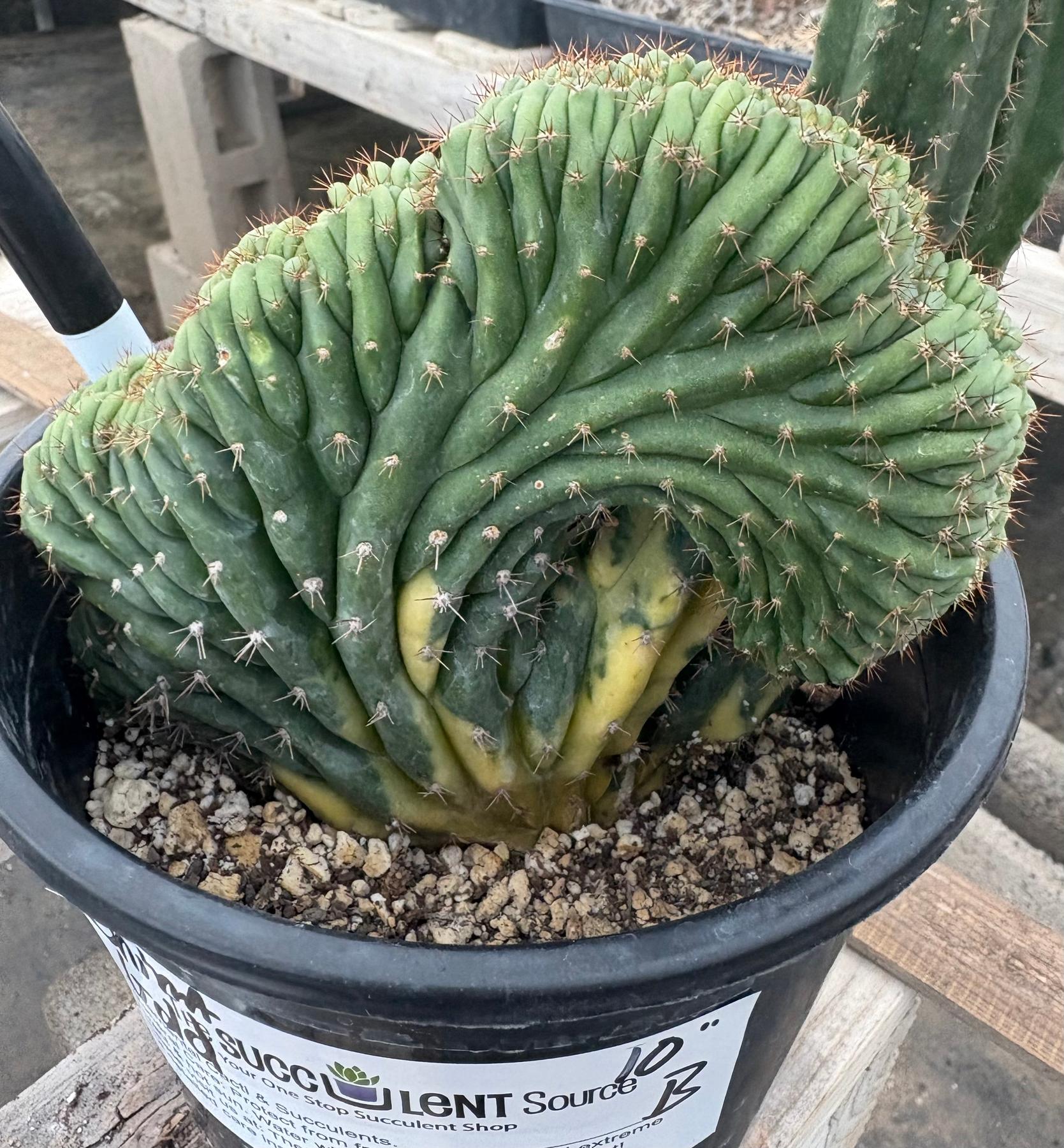#EC98 EXACT Trichocereus Pachanoi Variegated Crested cactus "China Gold"-Cactus - Large - Exact-The Succulent Source