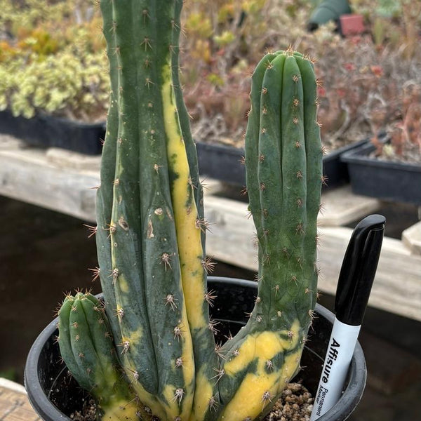 EC98-EXACT-Trichocereus-