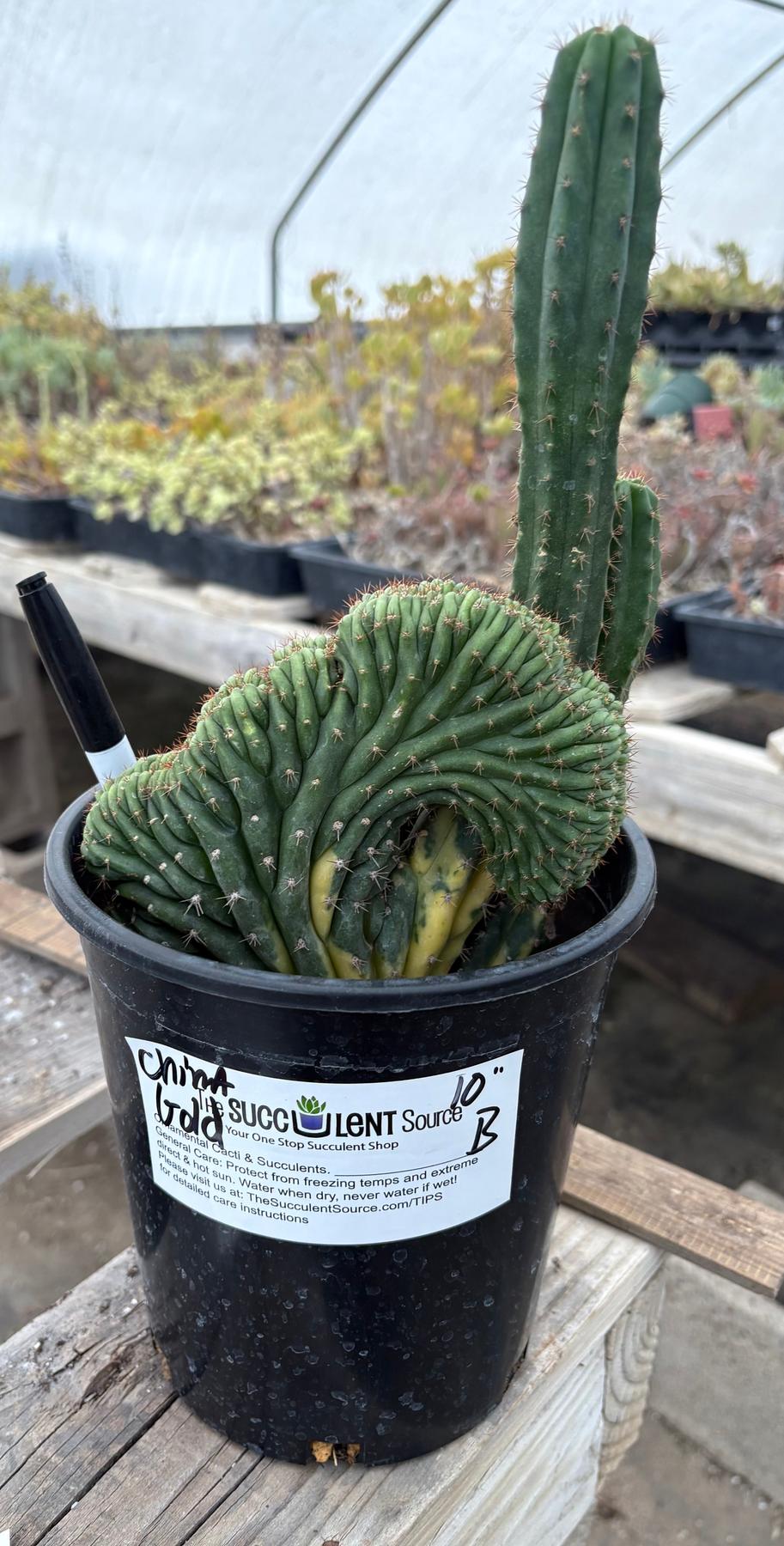 #EC98 EXACT Trichocereus Pachanoi Variegated Crested cactus "China Gold"-Cactus - Large - Exact-The Succulent Source