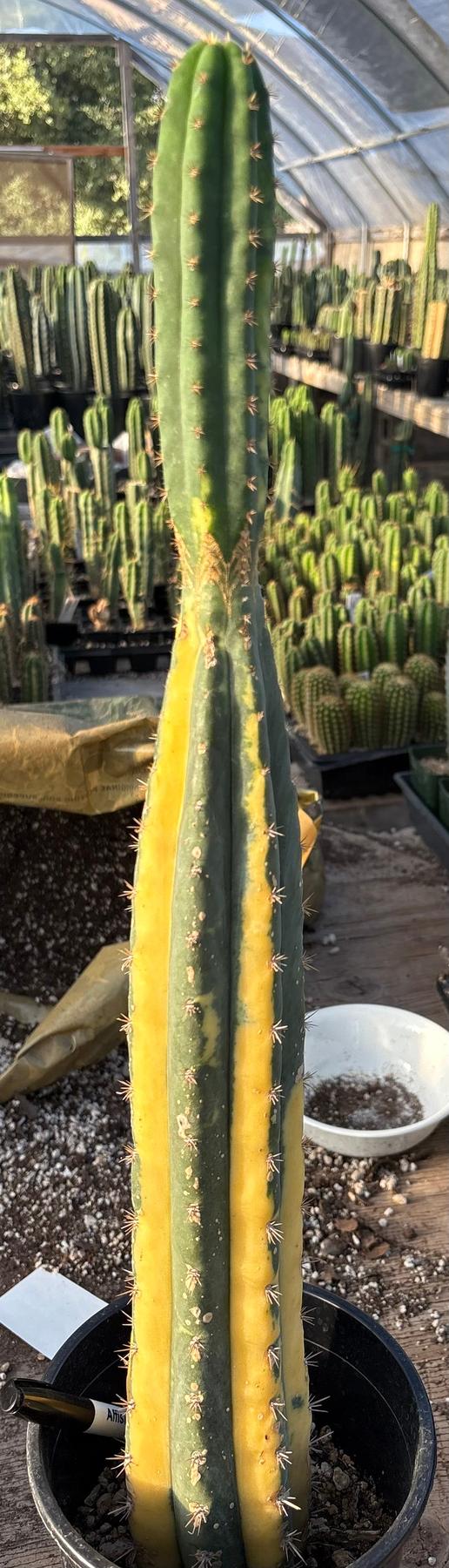 #EC98 EXACT Trichocereus Pachanoi Variegated cactus "China Gold"-Cactus - Large - Exact-The Succulent Source