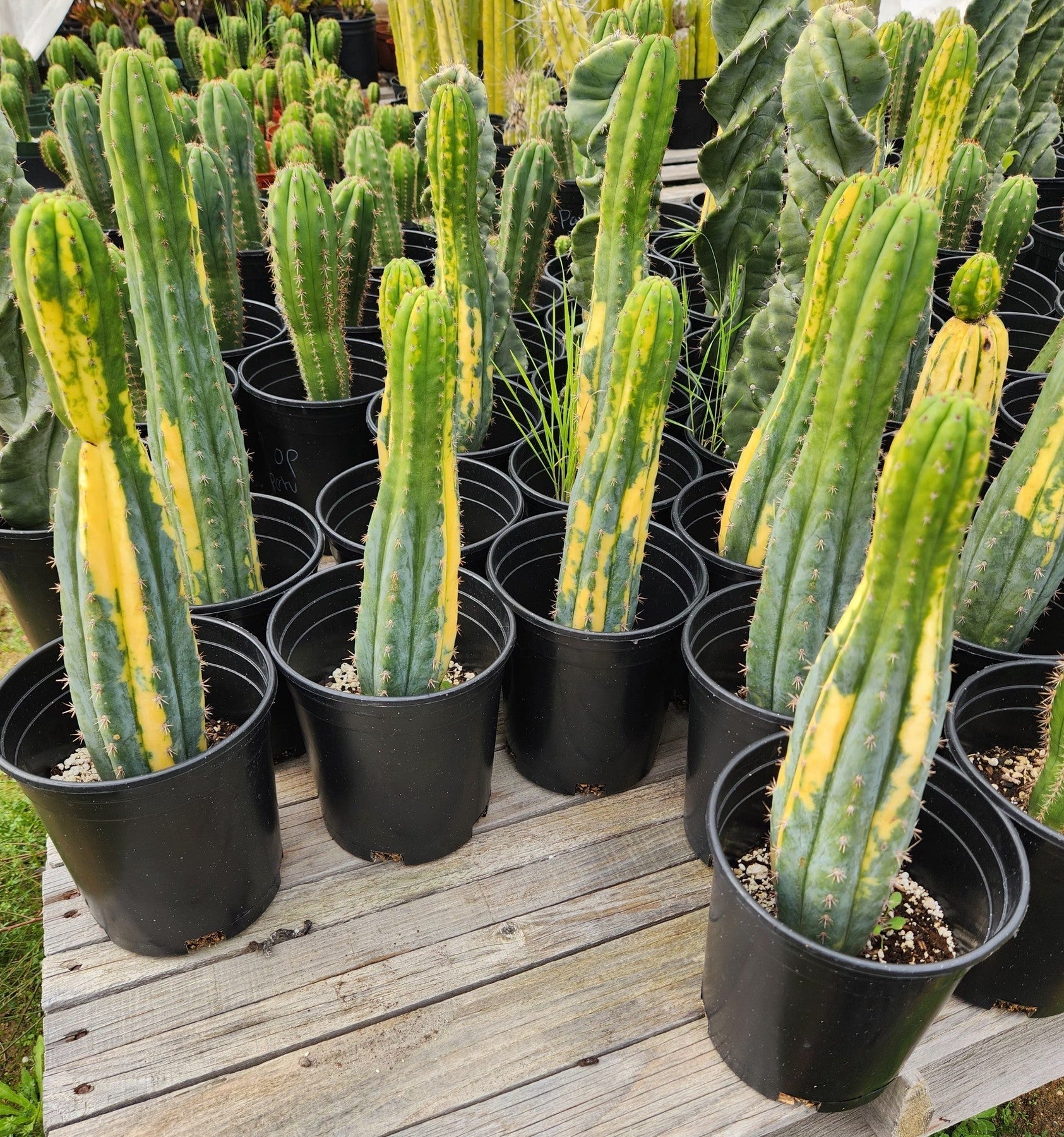 #EC98 EXACT Trichocereus Pachanoi Variegated cactus "China Gold" 10-12"-Cactus - Large - Exact-The Succulent Source