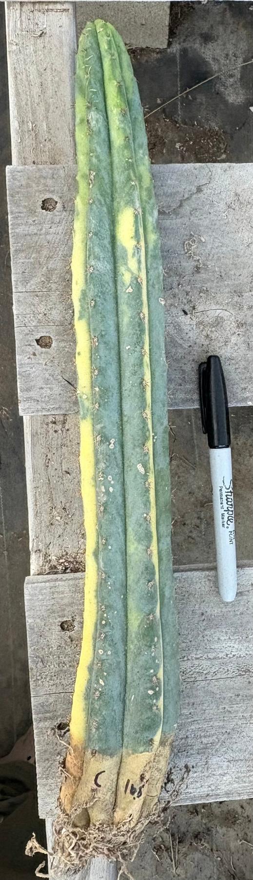 #EC98 EXACT Trichocereus Pachanoi Variegated cactus "China Gold"-Cactus - Large - Exact-The Succulent Source