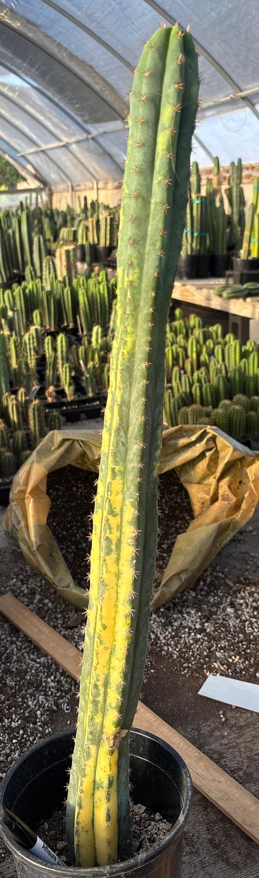 #EC98 EXACT Trichocereus Pachanoi Variegated cactus "China Gold"-Cactus - Large - Exact-The Succulent Source