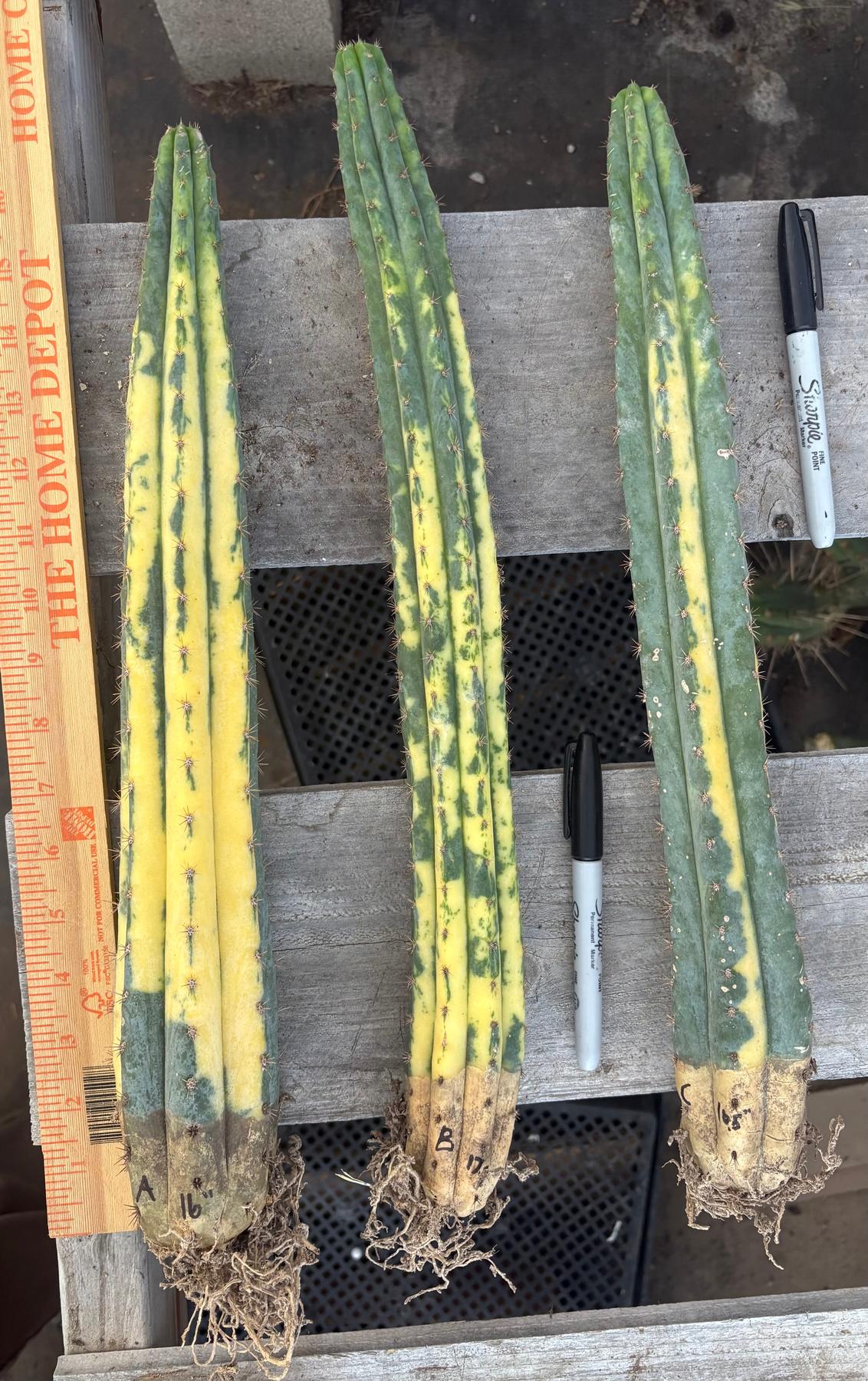#EC98 EXACT Trichocereus Pachanoi Variegated cactus "China Gold"-Cactus - Large - Exact-The Succulent Source