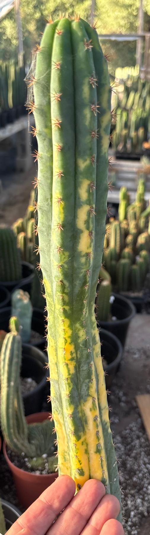 #EC98 EXACT Trichocereus Pachanoi Variegated cactus "China Gold"-Cactus - Large - Exact-The Succulent Source
