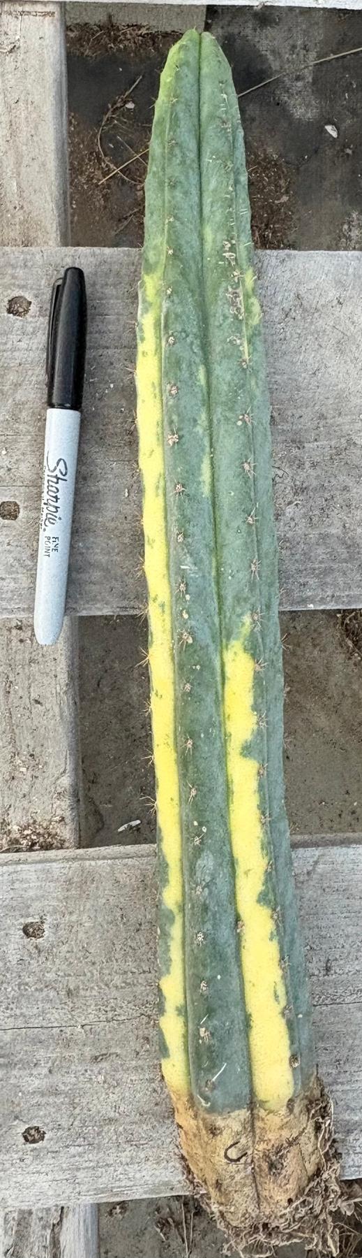 #EC98 EXACT Trichocereus Pachanoi Variegated cactus "China Gold"-Cactus - Large - Exact-The Succulent Source