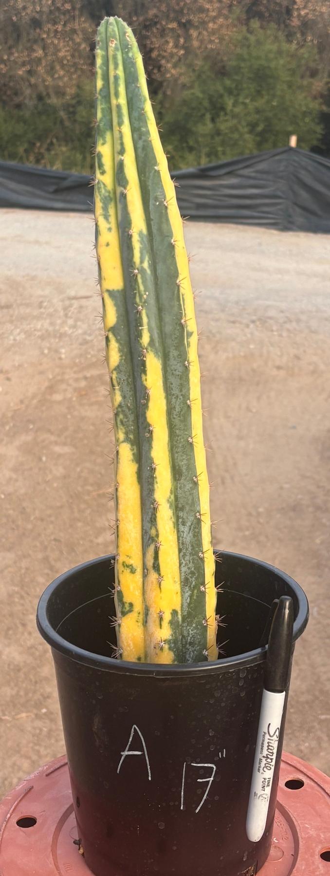 #EC98 EXACT Trichocereus Pachanoi Variegated cactus "China Gold"-Cactus - Large - Exact-The Succulent Source