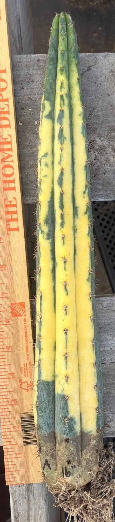 #EC98 EXACT Trichocereus Pachanoi Variegated cactus "China Gold"-Cactus - Large - Exact-The Succulent Source