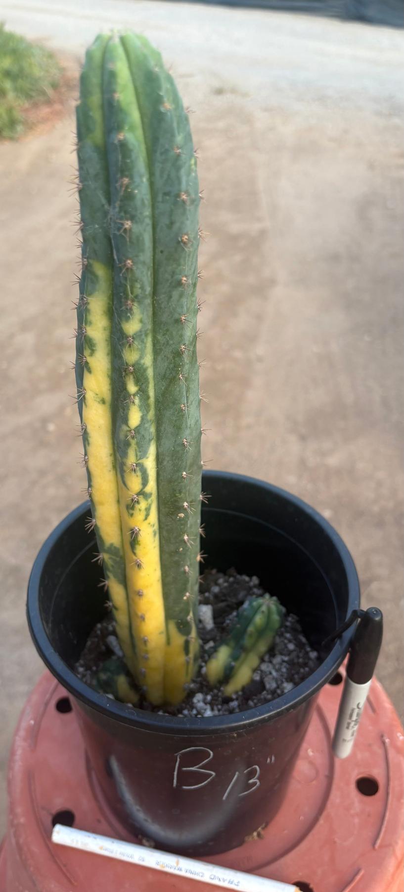 #EC98 EXACT Trichocereus Pachanoi Variegated cactus "China Gold"-Cactus - Large - Exact-The Succulent Source