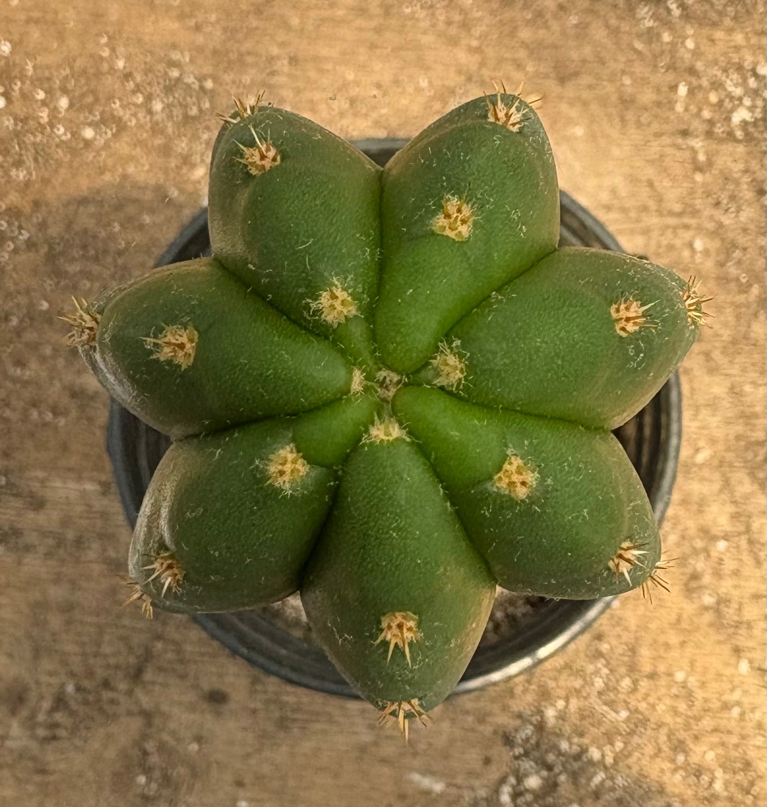 #EC372 Exact Trichocereus Pachanoi Vilca C X Pach Crown 17”