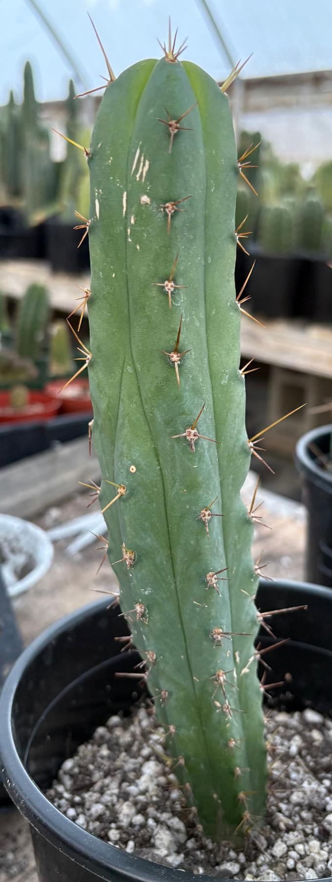 #EC241 EXACT Trichocereus Bridgesii Eileen X LumberJack 4 Rib Cactus 10”