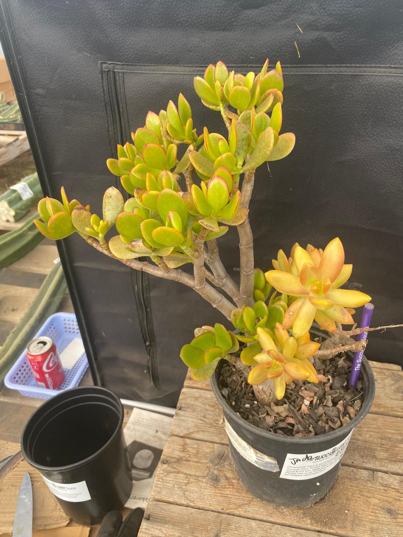 #ES01 EXACT Crassula ET Bonsai Succulent-Succulent - Large - Exact-The Succulent Source