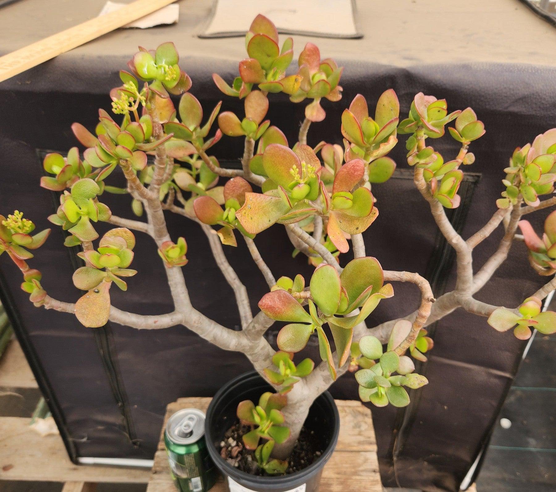 #ES02 Crassula Jade Bonsai Specimen Potted 18.5"-Succulent - Large - Exact-The Succulent Source