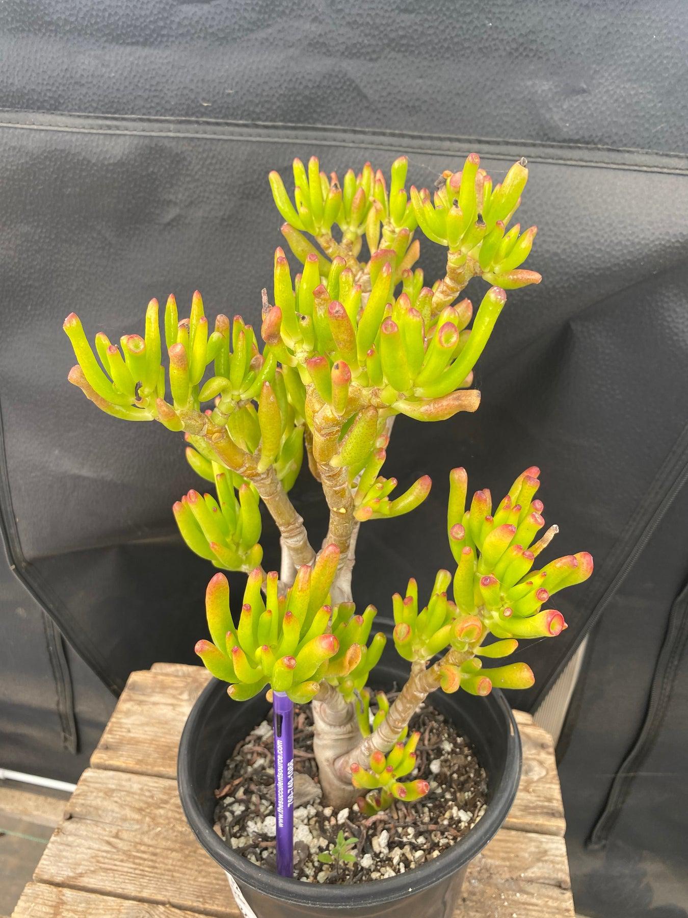 #ES06 EXACT Crassula ET Bonsai Succulent 12”-Succulent - Large - Exact-The Succulent Source