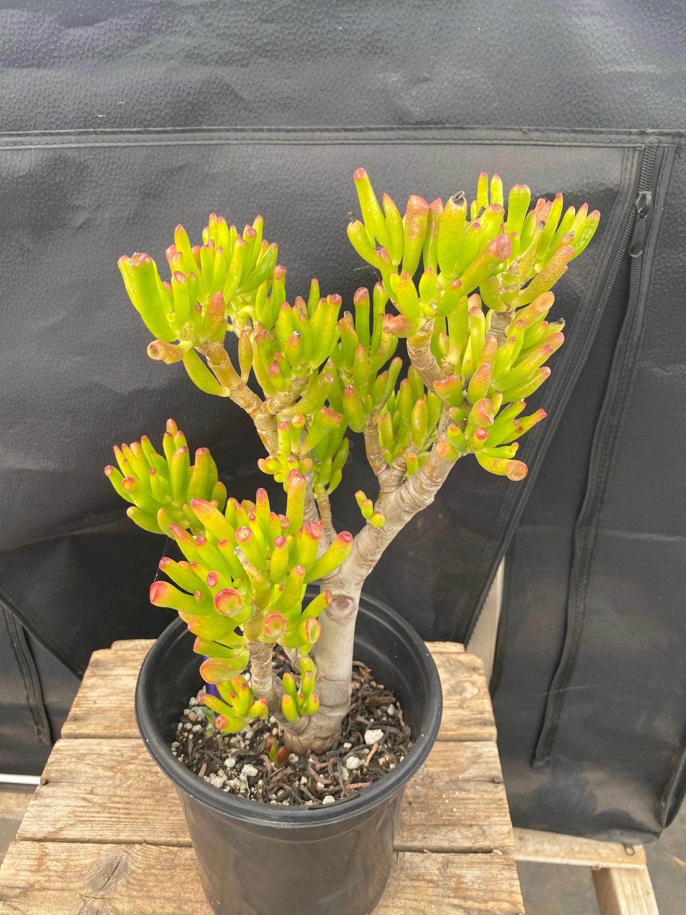 #ES06 EXACT Crassula ET Bonsai Succulent 12”-Succulent - Large - Exact-The Succulent Source