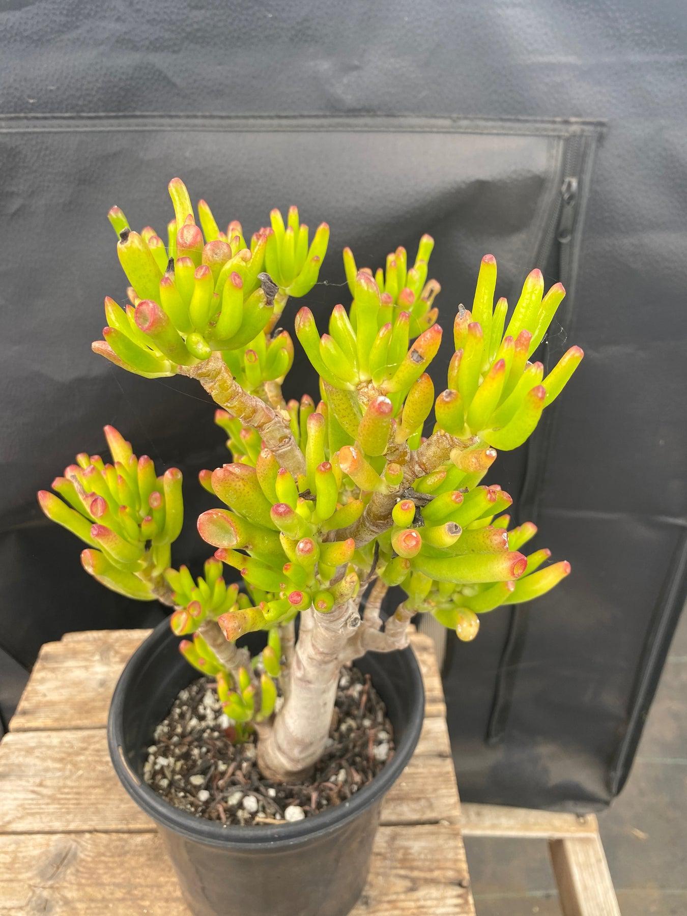 #ES06 EXACT Crassula ET Bonsai Succulent 12”-Succulent - Large - Exact-The Succulent Source