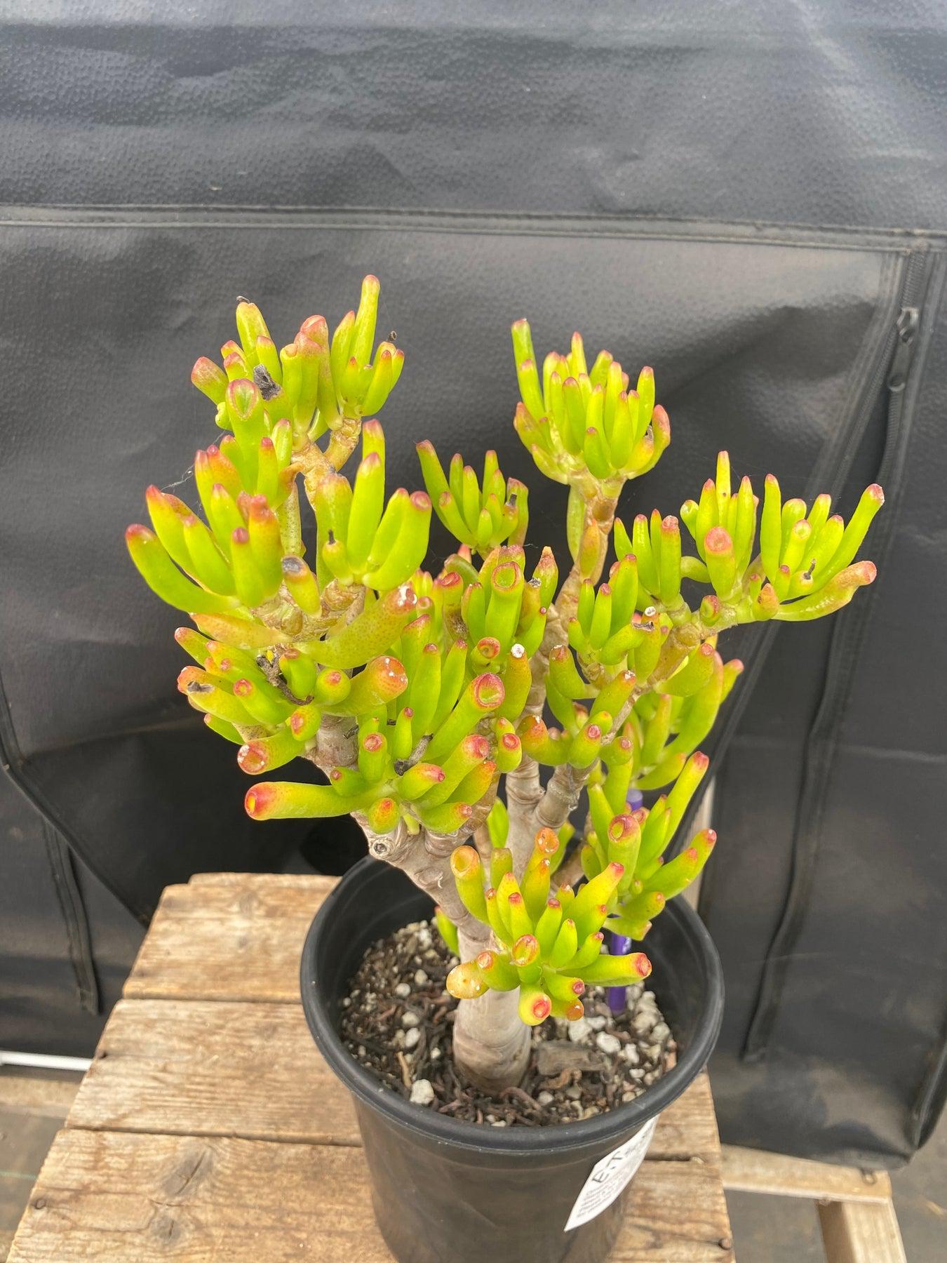 #ES06 EXACT Crassula ET Bonsai Succulent 12”-Succulent - Large - Exact-The Succulent Source