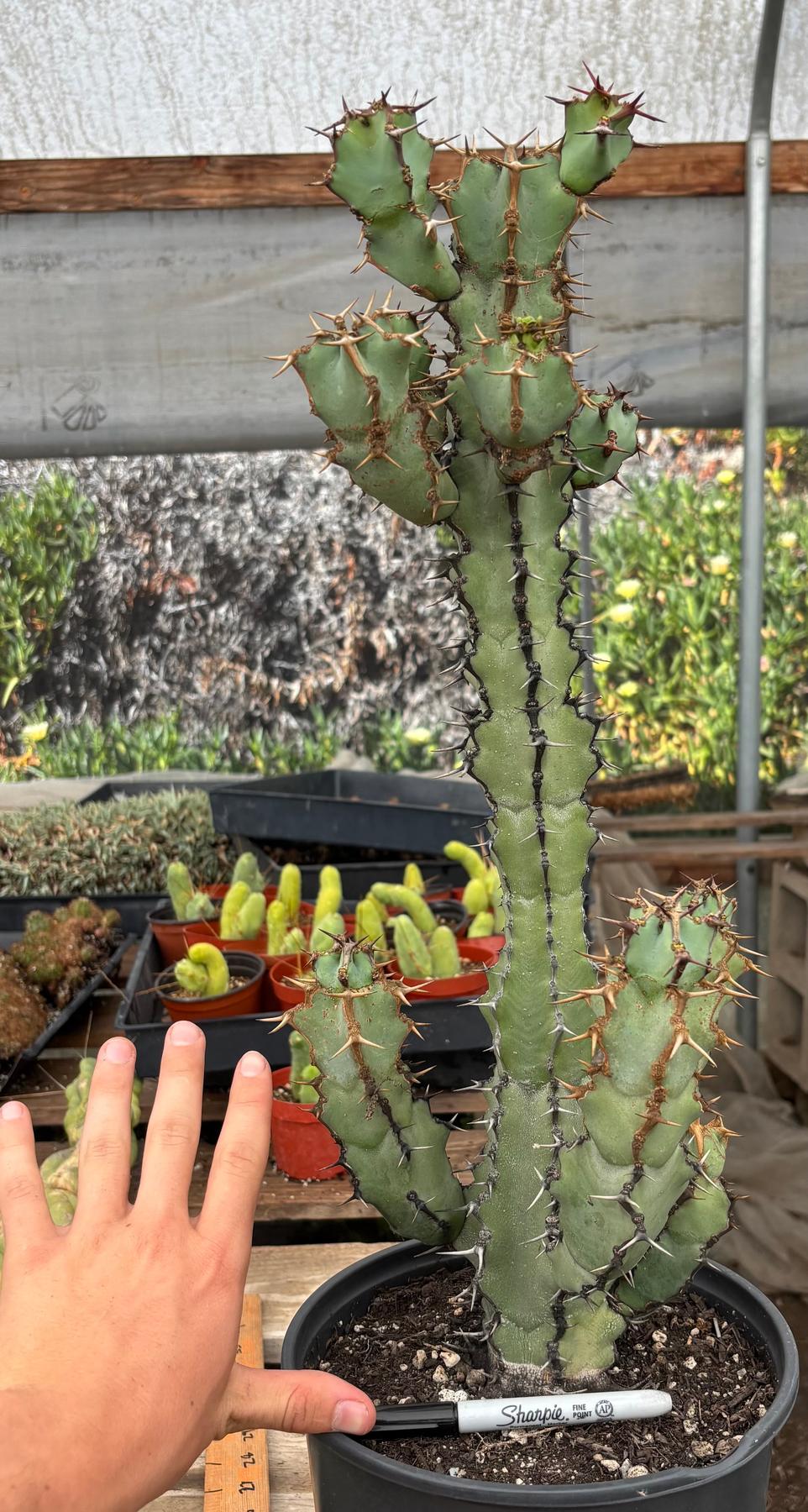 #ES11 EXACT Euphorbia Coerulescens Specimen 20”+-Succulent - Large - Exact-The Succulent Source