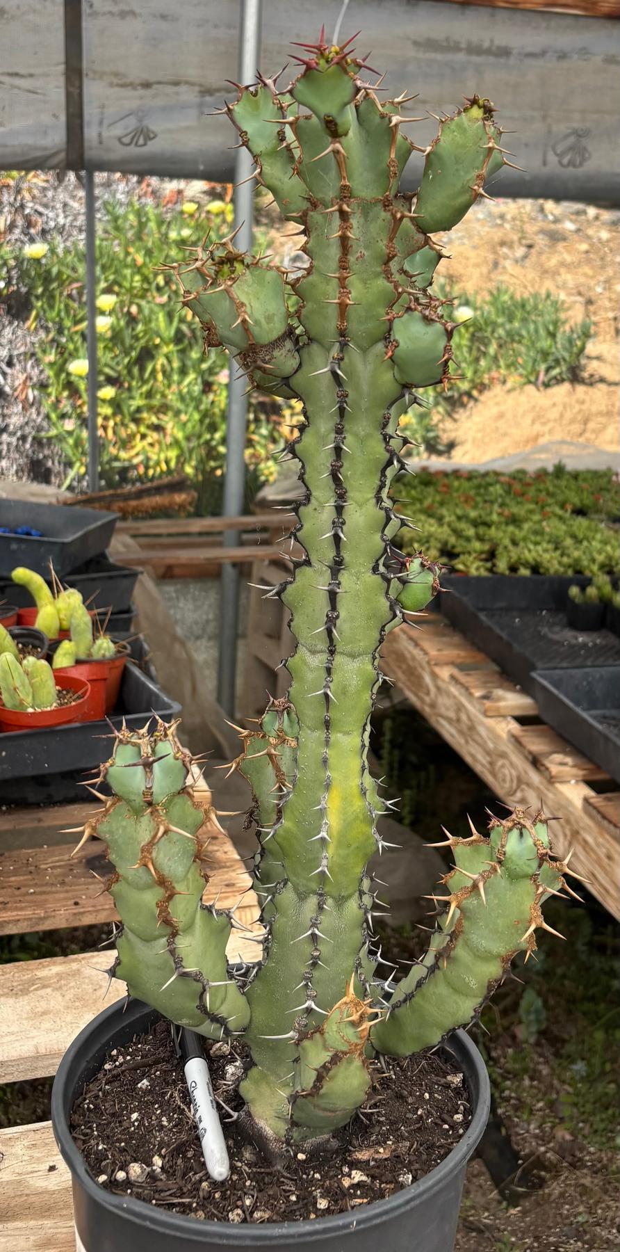 #ES11 EXACT Euphorbia Coerulescens Specimen 20”+-Succulent - Large - Exact-The Succulent Source