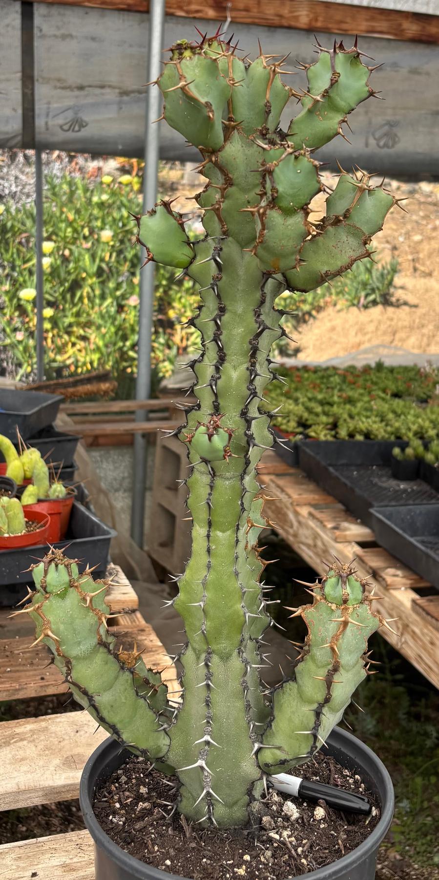 #ES11 EXACT Euphorbia Coerulescens Specimen 20”+-Succulent - Large - Exact-The Succulent Source