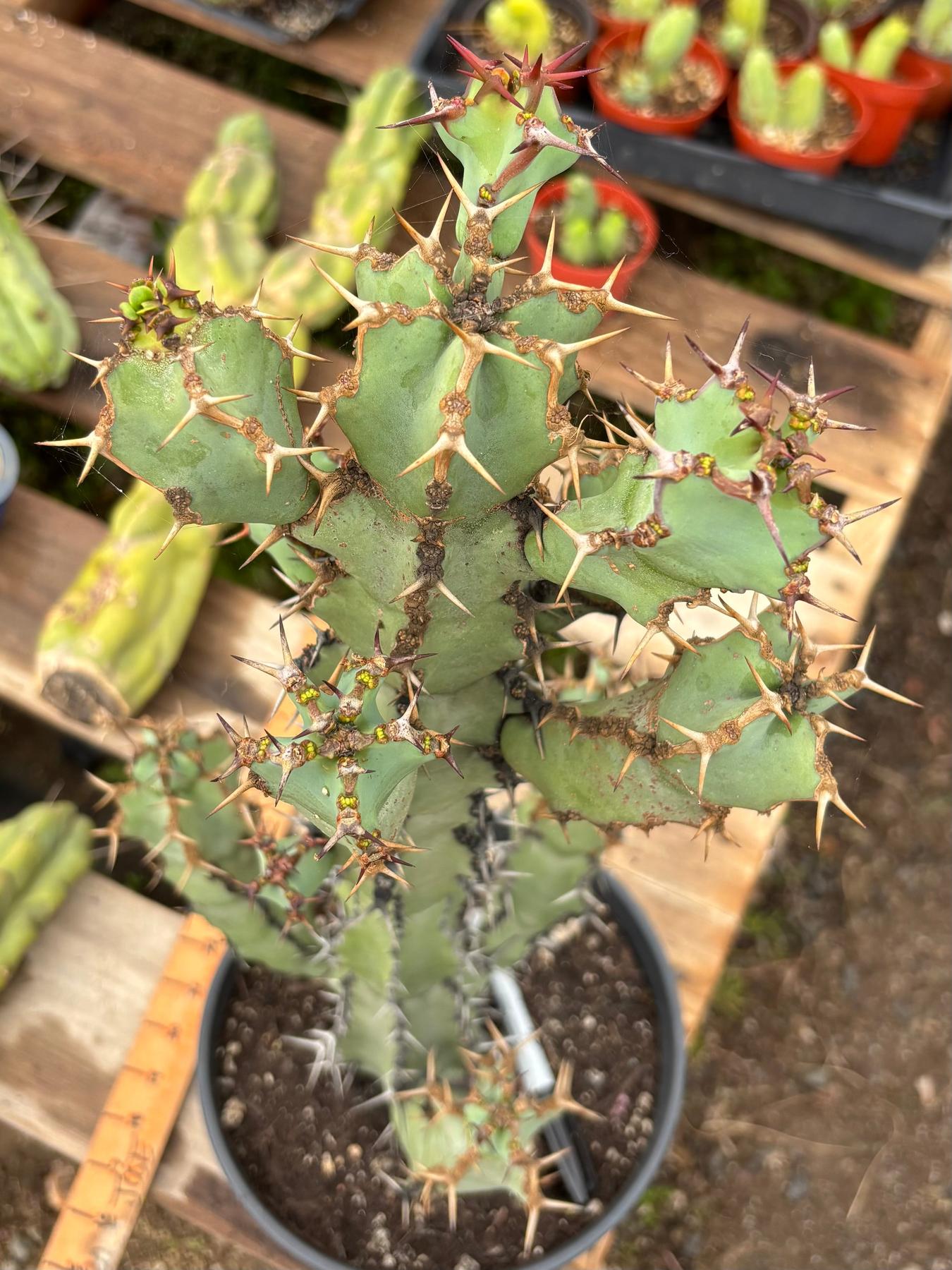 #ES11 EXACT Euphorbia Coerulescens Specimen 20”+-Succulent - Large - Exact-The Succulent Source