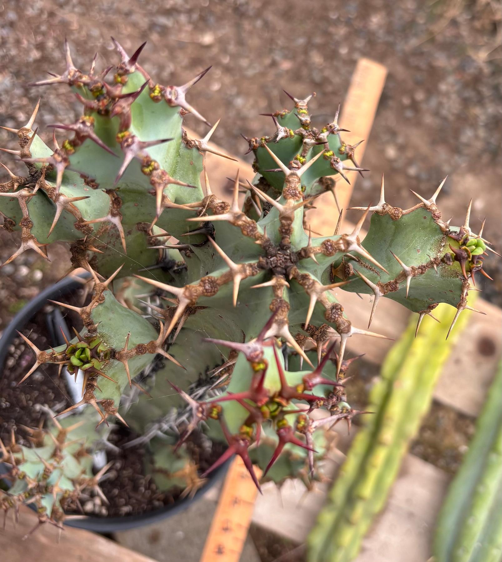 #ES11 EXACT Euphorbia Coerulescens Specimen 20”+-Succulent - Large - Exact-The Succulent Source
