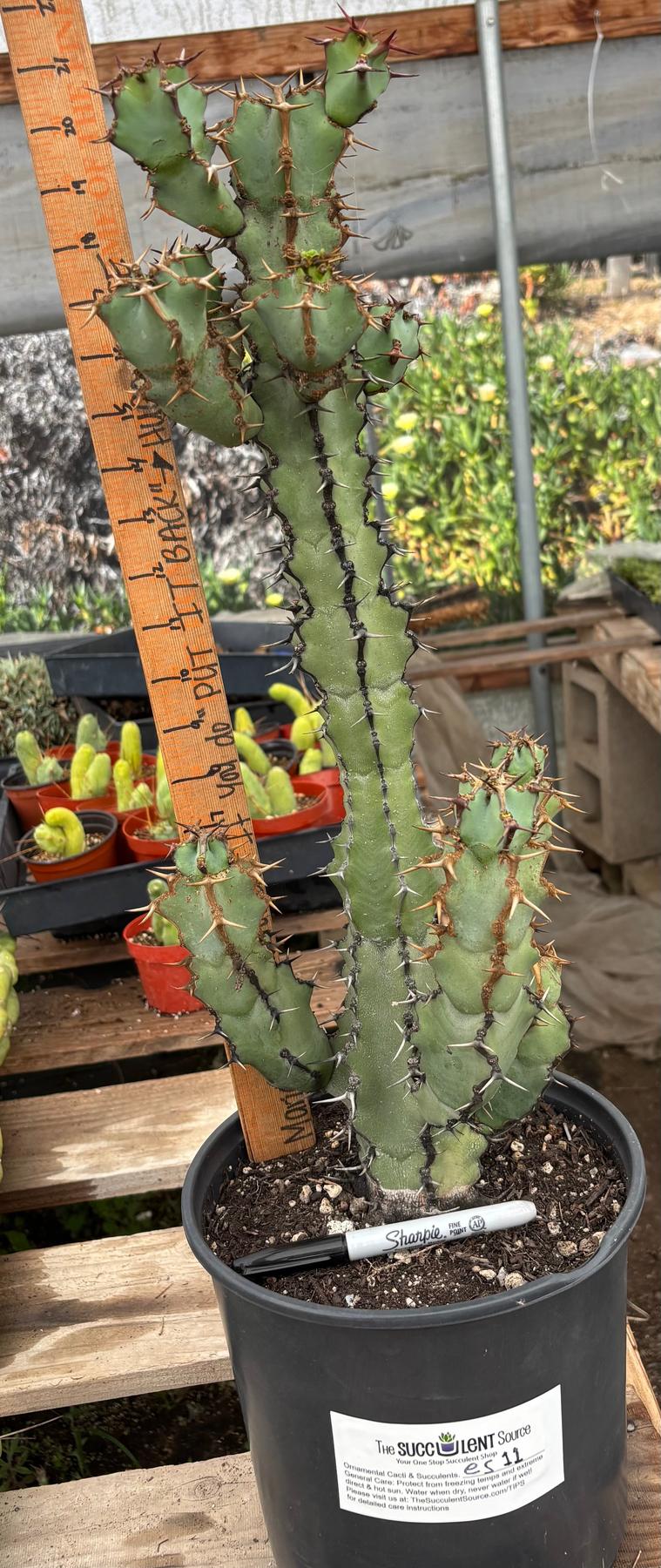 #ES11 EXACT Euphorbia Coerulescens Specimen 20”+-Succulent - Large - Exact-The Succulent Source
