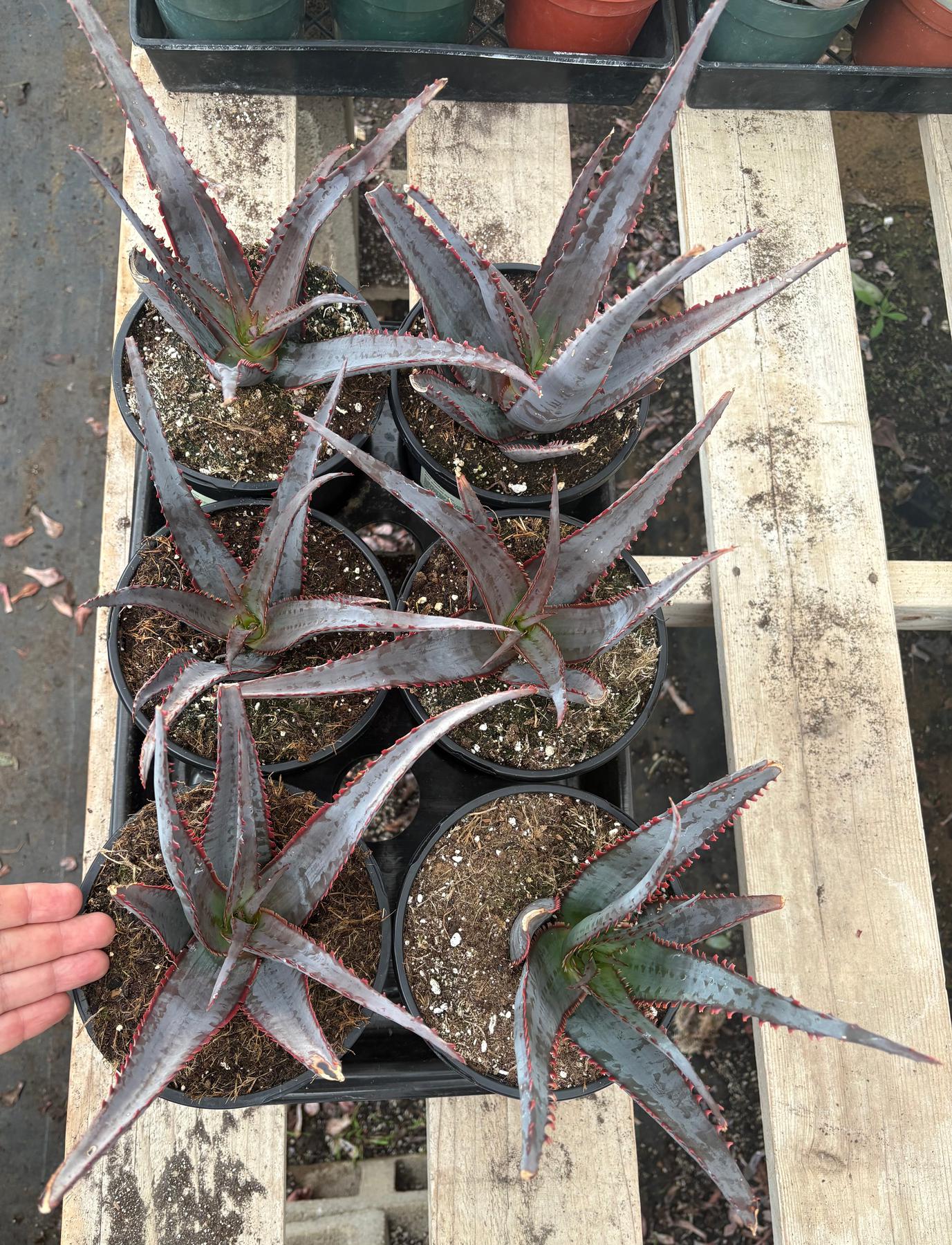 #ES12 EXACT Aloe Diablo Succulent in 1 gallon-Succulent - Large - Exact-The Succulent Source