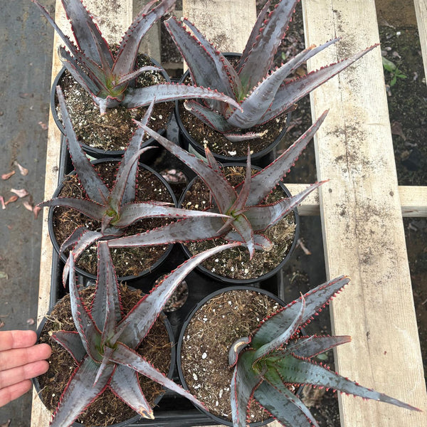 ES12 EXACT Aloe Diablo Succulent in 1 gallon