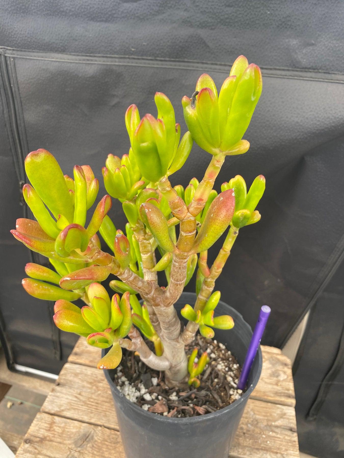 #ES13 EXACT Crassula Hobbit Bonsai Succulent 13”-Succulent - Large - Exact-The Succulent Source