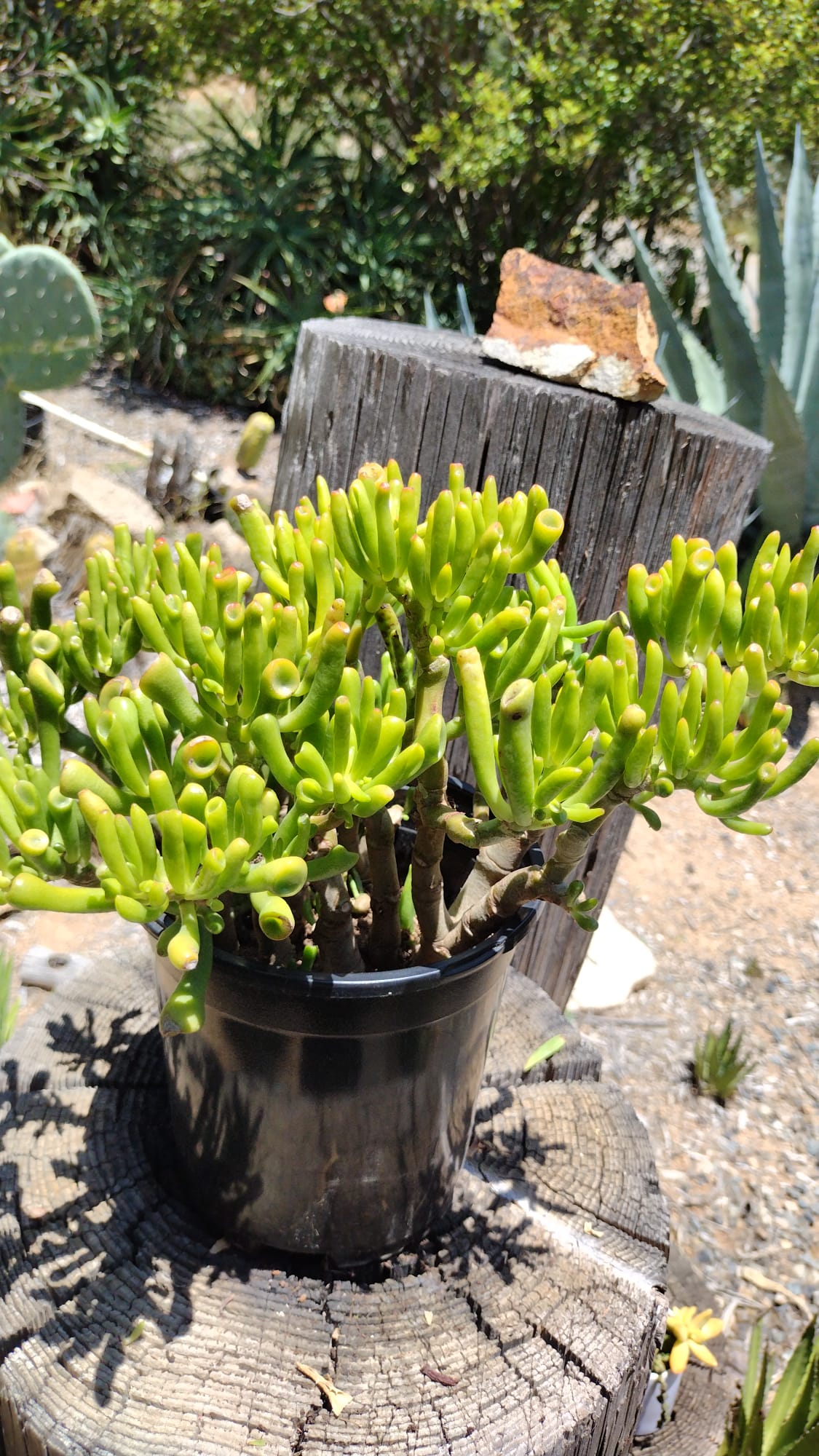 #ES15 EXACT Crassula ET Finger Bonsai Succulent-Succulent - Large - Exact-The Succulent Source