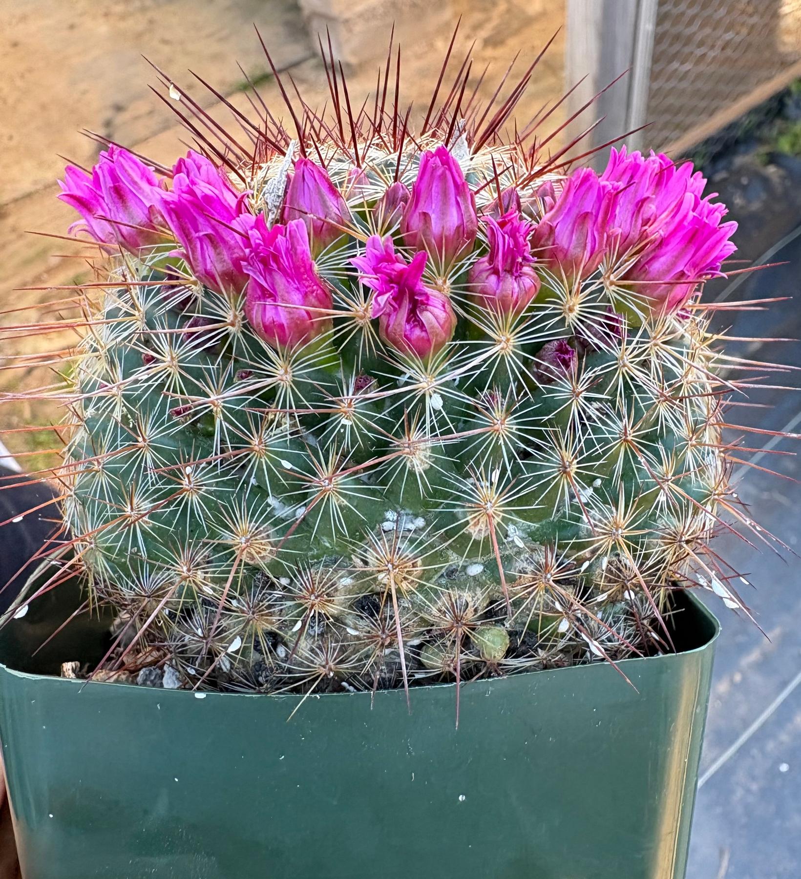 #ES16 Leah’s EXACT Page of Cactus and Succulents-Succulent - Large - Exact-The Succulent Source