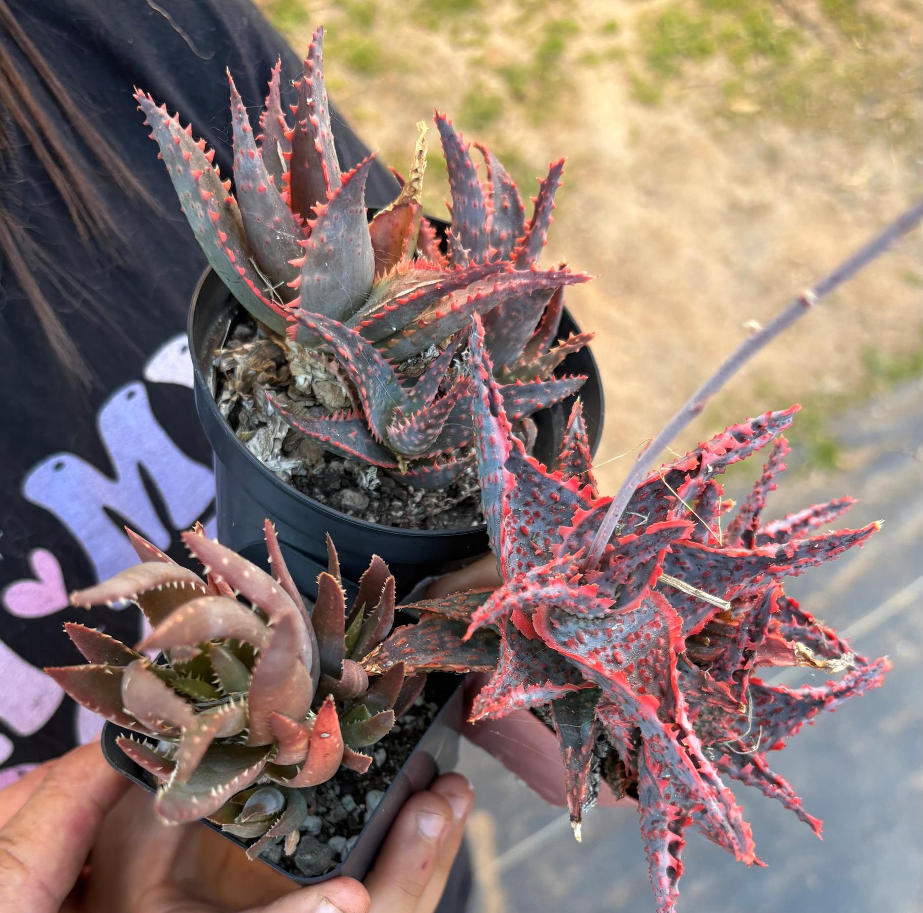 #ES16 Leah’s EXACT Page of Cactus and Succulents-Succulent - Large - Exact-The Succulent Source