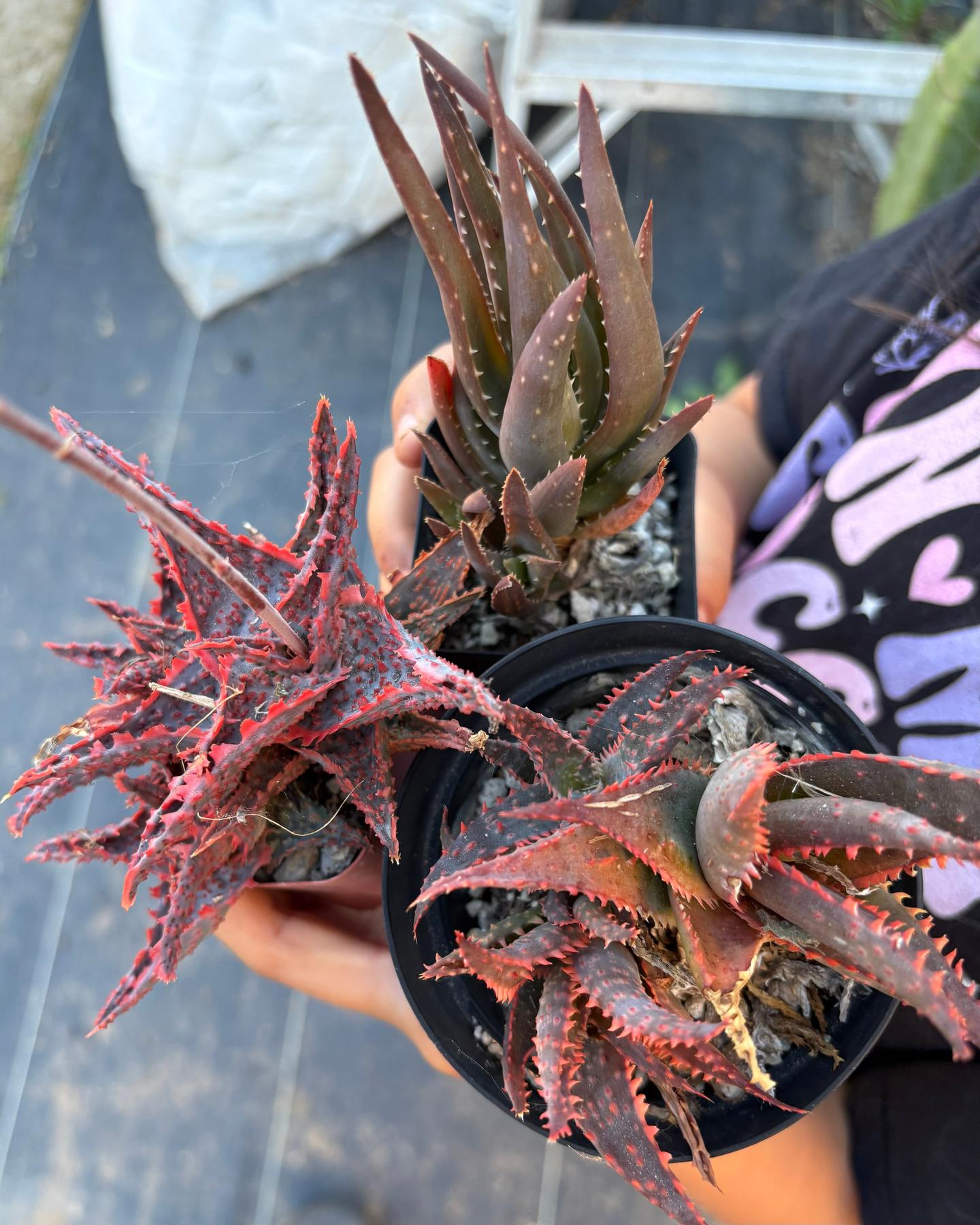 #ES16 Leah’s EXACT Page of Cactus and Succulents-Succulent - Large - Exact-The Succulent Source