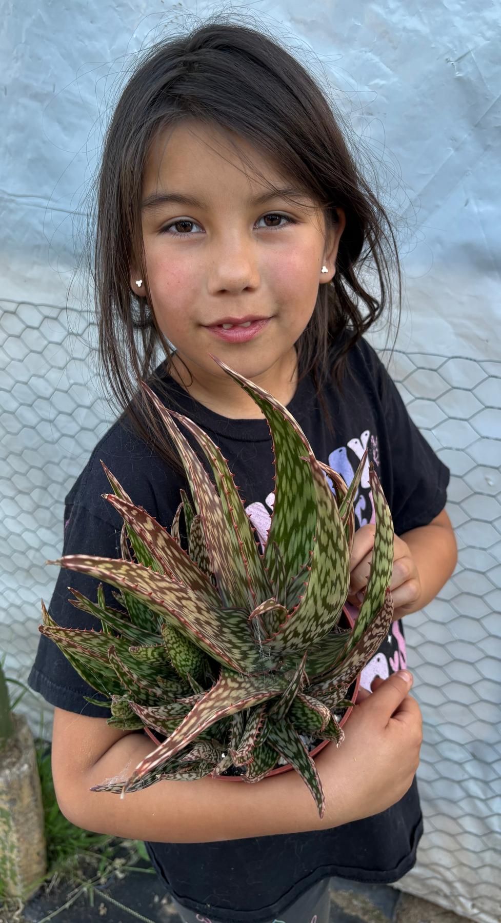 #ES16 Leah’s EXACT Page of Cactus and Succulents-Succulent - Large - Exact-The Succulent Source