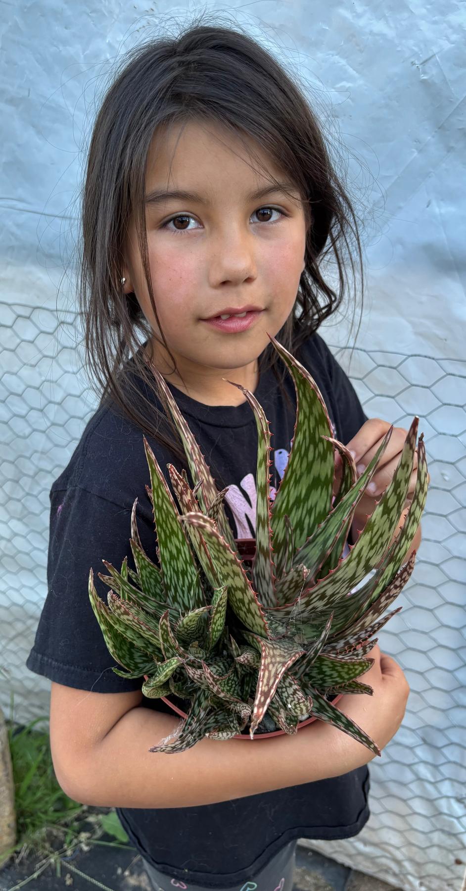 #ES16 Leah’s EXACT Page of Cactus and Succulents-Succulent - Large - Exact-The Succulent Source