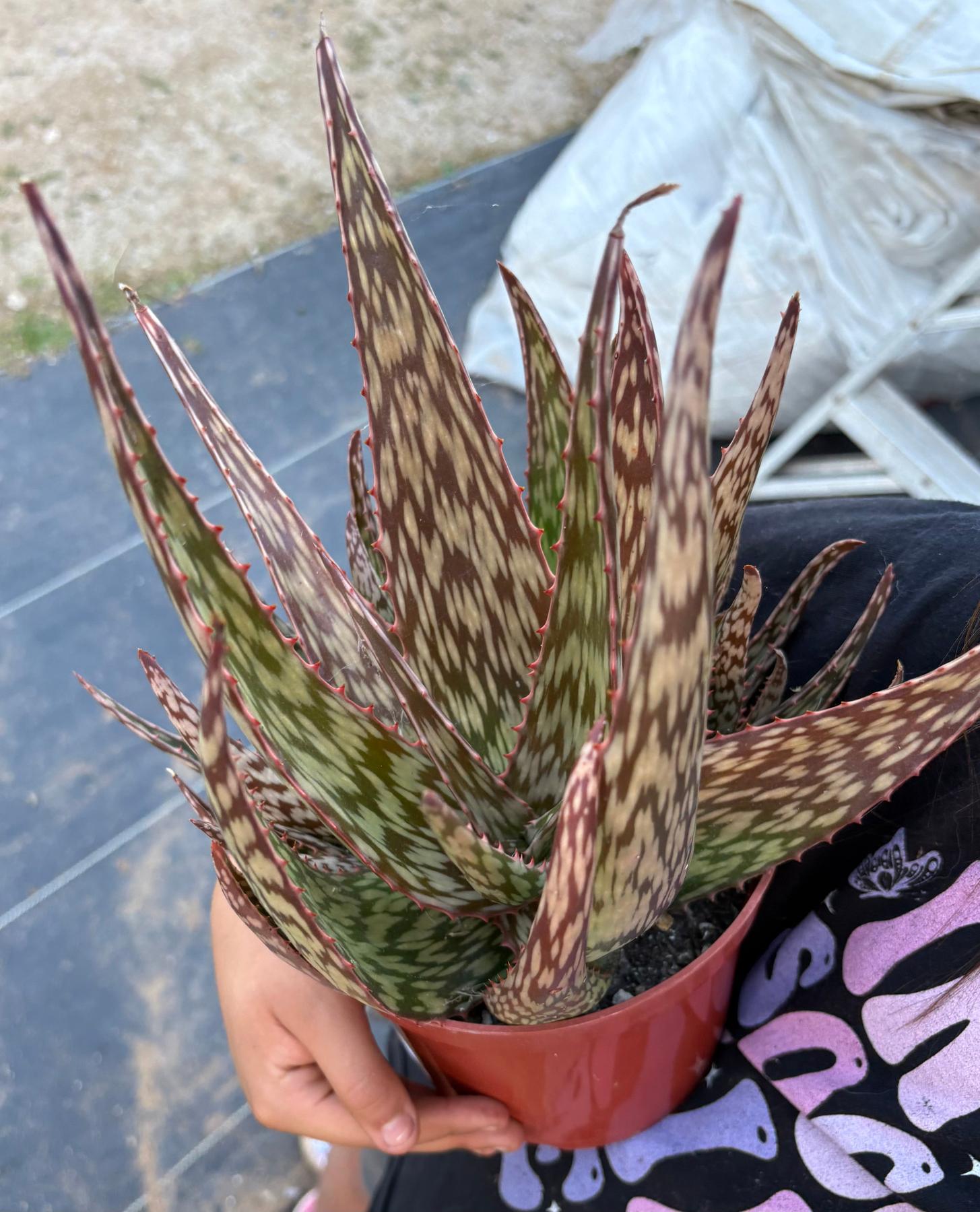 #ES16 Leah’s EXACT Page of Cactus and Succulents-Succulent - Large - Exact-The Succulent Source