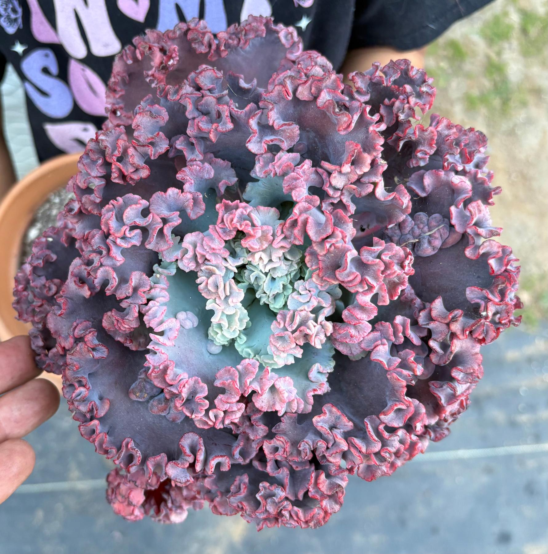 #ES16 Leah’s EXACT Page of Cactus and Succulents-Succulent - Large - Exact-The Succulent Source