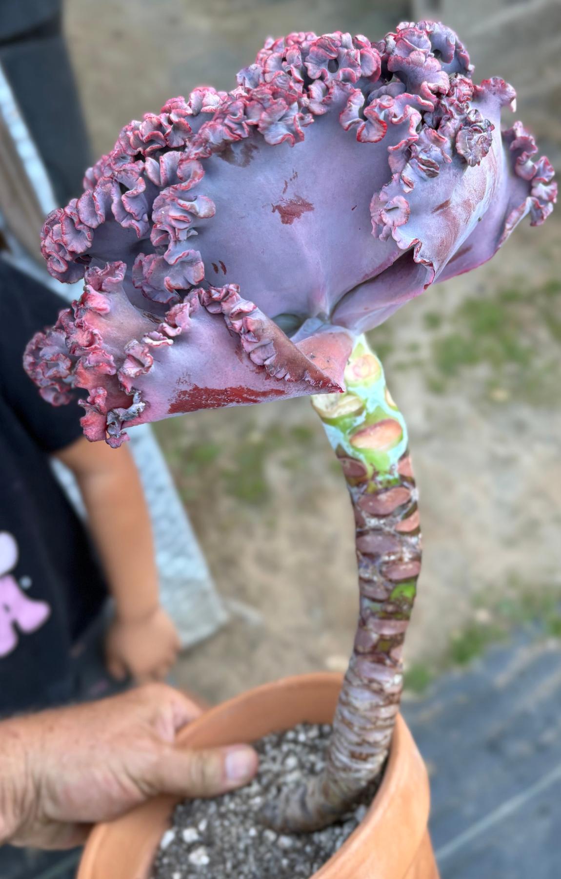 #ES16 Leah’s EXACT Page of Cactus and Succulents-Succulent - Large - Exact-The Succulent Source