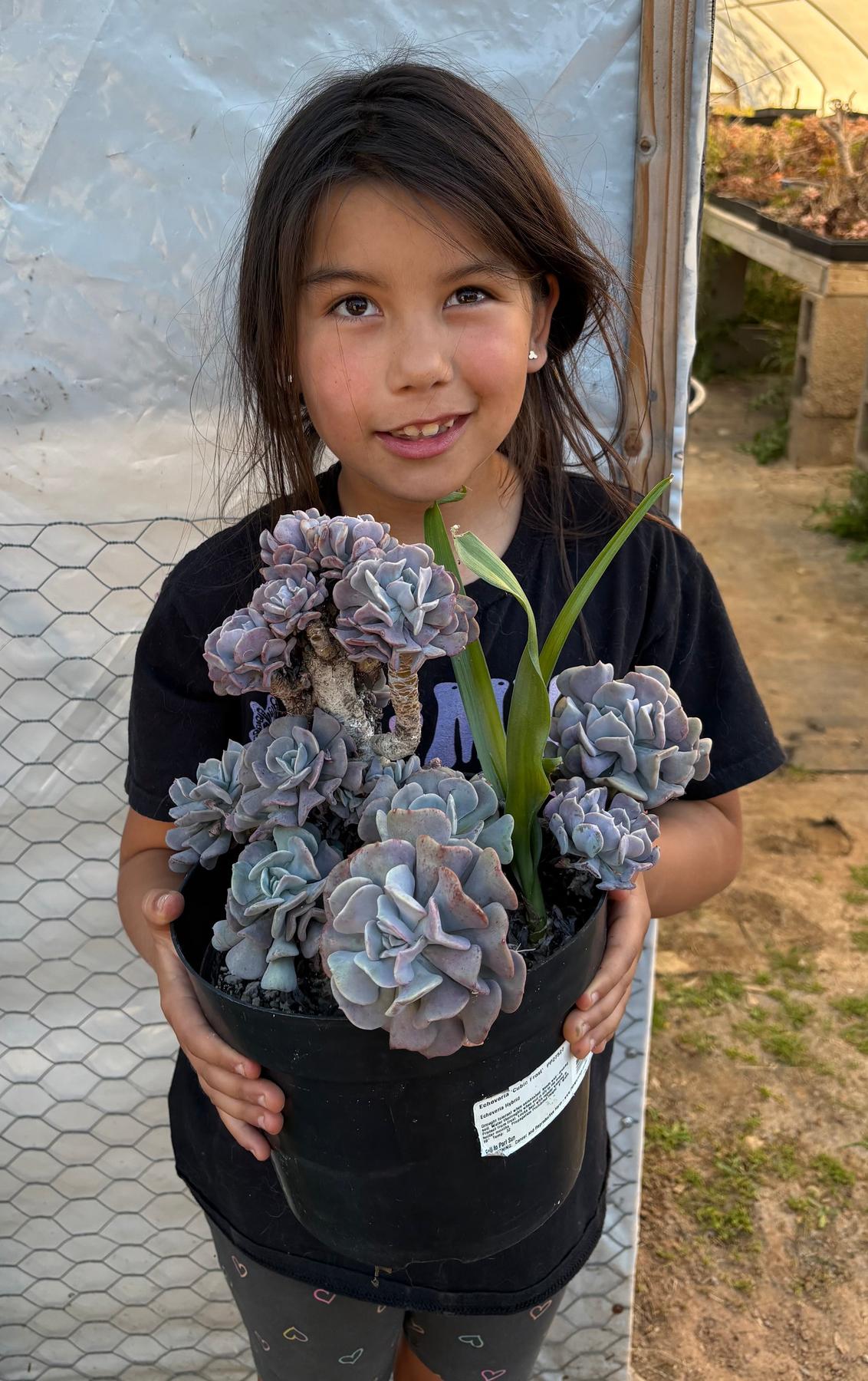 #ES16 Leah’s EXACT Page of Cactus and Succulents-Succulent - Large - Exact-The Succulent Source